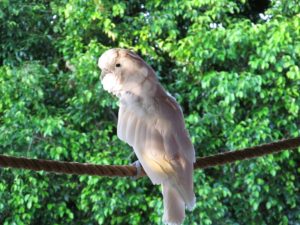 Read more about the article How to prepare your pet bird for a natural disaster